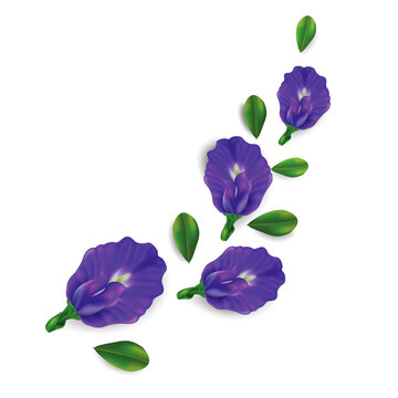 Butterfly pea flower, Clitoria ternatea
