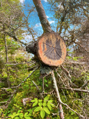 Sawed Off Tree Limb in the Forest - obrazy, fototapety, plakaty