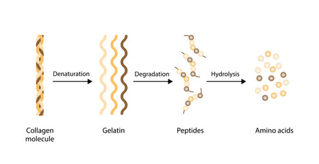 Collagen Digestion, Denaturation, Degradation and hydrolysis. Collagen digestion Gelatin Peptides and Amino acids. Vector Illustration. - obrazy, fototapety, plakaty