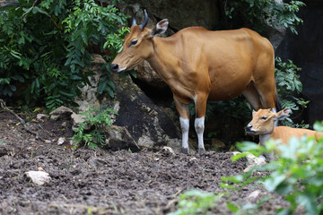 The female and baby red cow in nature garden