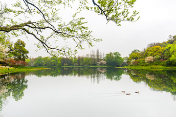   Cherry blossoms in the West Lake of Hangzhou in spring  © Shi