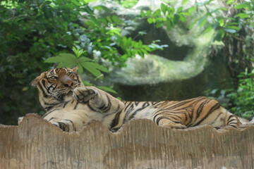 Fototapeta na wymiar Close up Indochinese tiger is beautiful animal