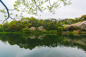

Cherry blossoms in the West Lake of Hangzhou in spring
