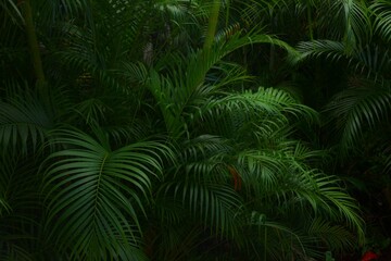 Fototapeta na wymiar Moody jungle plant background