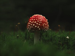 Red mushroom 