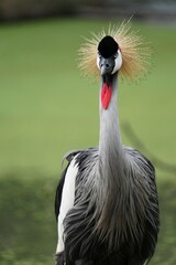 gray crowned crane Its large gray and black body is covered with many golden hairs around its head, like a crown. It has many beautiful postures.