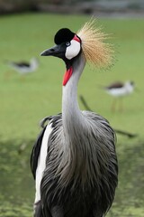 gray crowned crane Its large gray and black body is covered with many golden hairs around its head, like a crown. It has many beautiful postures.