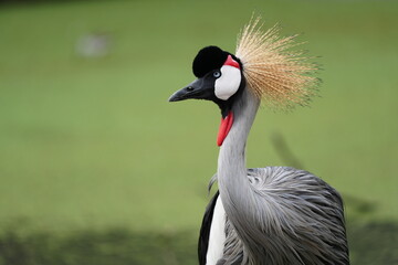 gray crowned crane Its large gray and black body is covered with many golden hairs around its head, like a crown. It has many beautiful postures.