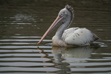 large pirigan White and grey, with a large long beak, usually lives on the top of the tree and glides into the water to find fish.