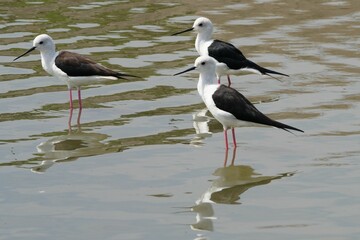 Tian Tian bird has long legs, red body, white wings, black wings, long pointed beak for catching and eating many fish.