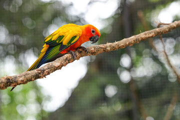 The body of the Sun Conure parrot is orange, yellow and black, small and cute.