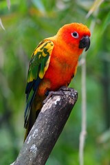 The body of the Sun Conure parrot is orange, yellow and black, small and cute.