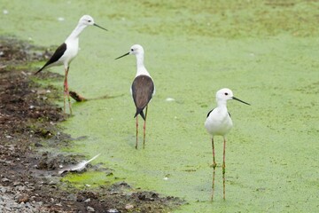 Tian Tian bird has long legs, red body, white wings, black wings, long pointed beak for catching and eating many fish.