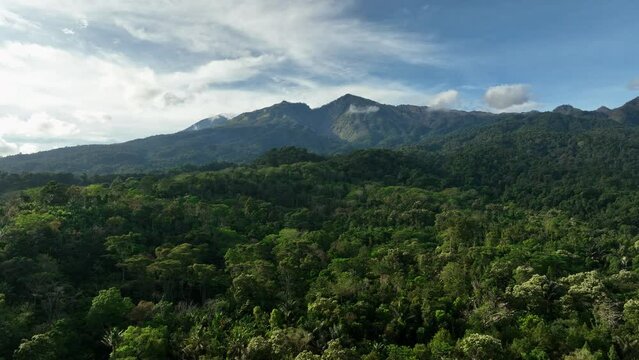 Aerial view of a forest on mountain side in Senaru region, West Nusa Tenggara, Indonesia.