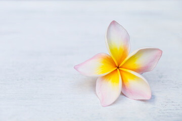 Closeup plumeria flower on white wood background