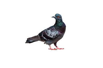 Full body of standing pigeon bird isolate on transparent background, PNG file.