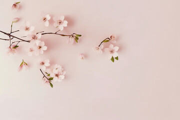 Fototapeta na wymiar Cherry Blossom Background - Delicate cherry blossom flowers against a soft pink background - Generative AI technology