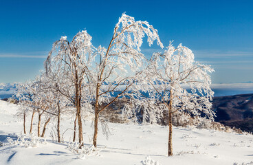 霧ケ峰高原の雪原から青空と太陽の光に輝く樹氷