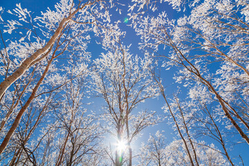 霧ケ峰高原の雪原から青空に映える白樺林の樹氷