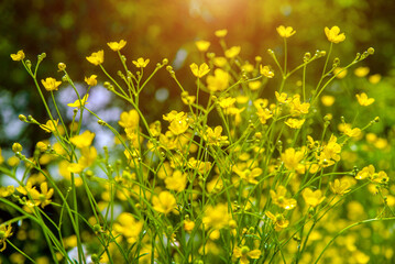yellow buttercups grow in the meadow in summer
