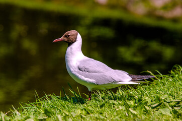 A white seagull stands on the green grass