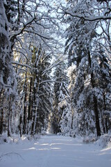 Winter season with spruces and sunny day.