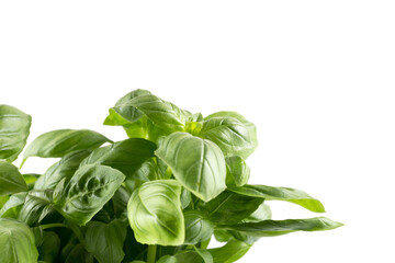 Fresh green leaf basil