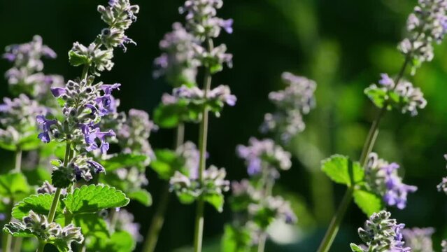 Nature blooming background. Beautiful Catmint flower in field. Violet Nepeta Cataria flowers. Close-up Catnip flowers on meadow slow motion close-up selective focus