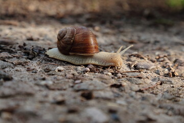 Schnecke 22