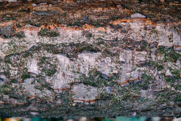 Relaxation texture of a brown shell of a tree. A horizontal photo of a tree texture. Relax the creative texture of a fruit shell