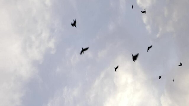 Flock of crows. Many birds flying against grey sky, Silhouettes of black birds high in the sky. Black crows fly Vertical video