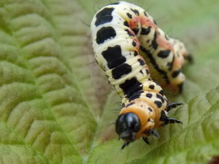 caterpillar on hazel leaf