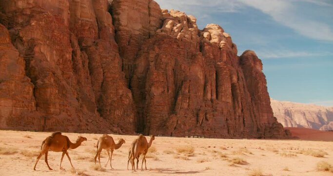 Several Camels Walking across Sandy and Arid ground of Wadi Rum Desert in Jordan, Middle East, Asia. Some adult Dromedaries with baby Going through Sunny place with Hills around. 4k gimbal wide shot