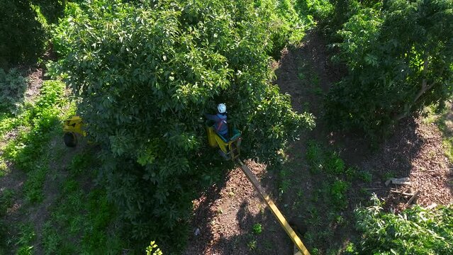 Avocado picking using a mechanical arm in an Avocado plantation