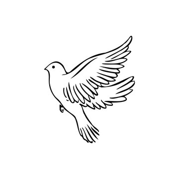 Pigeon sketch vector illustration on a transparent background