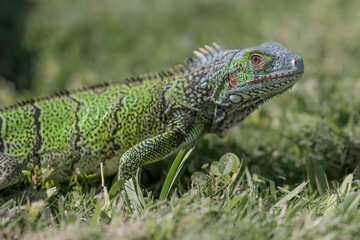 Close up of an Iguana, on a patch of grass. Focus on the eye.