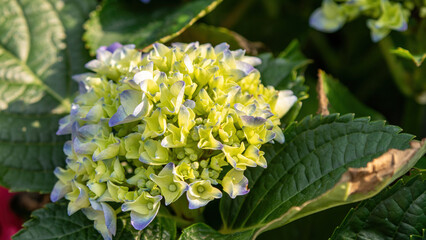 Blooming flowers shine with the colors of life under the sunlight
