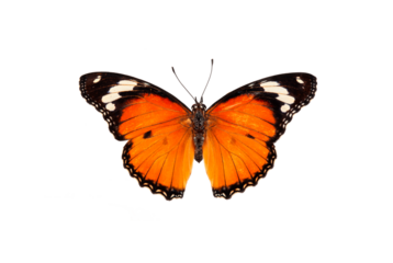 Beautiful butterfly flying isolated on white background.Tawny Coster (Acraea violae) ,Acraea terpsicore, the tawny coster, is a small, Use for graphics or advertising design.