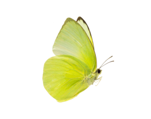 A beautiful yellow butterfly flying isolated on transparent background with clipping path, single beautiful with clipping path and alpha channel. Use for graphics or advertising design.