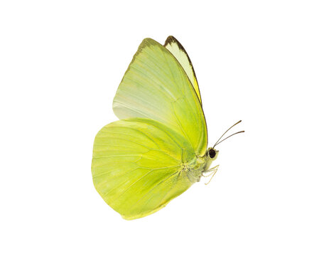 A beautiful yellow butterfly flying isolated on transparent background with clipping path, single beautiful with clipping path and alpha channel. Use for graphics or advertising design.