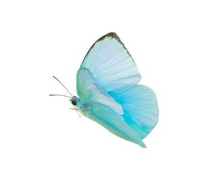 A beautiful blue butterfly flying isolated on transparent background with clipping path, single beautiful with clipping path and alpha channel. Use for graphics or advertising design. © Gan