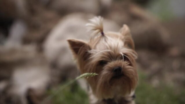yorkshire terrier the cute dog