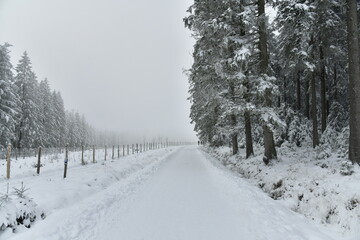 Fototapeta premium Piste pour la promenade et le ski de fond en pleine forêt de conifères par temps de brouillard près du Centre Nature à Waimes sur le plateau des Hautes Fagnes 