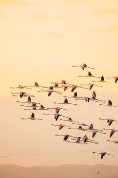 Scenic view of flock of birds in sunset sky