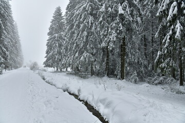Petit ruisseau en partie prise dans les glaces longeant l'une des pistes de ski de fond en pleine forêt de conifères au plateau des Hautes Fagnes 