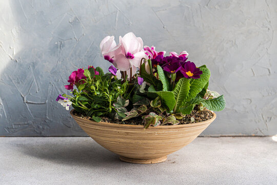 Spring floral composition with bright cyclamen