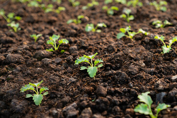 organic vegetable garden Growing vegetables naturally without harmful chemicals and pesticides