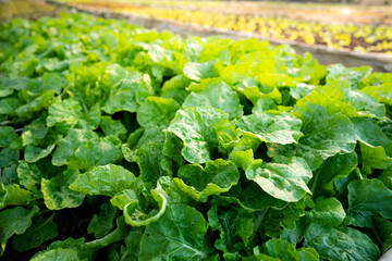 organic vegetable garden Growing vegetables naturally without harmful chemicals and pesticides