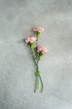 Pink carnation flowers