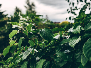 Świeże krople deszczu w ogrodzie © Rafa